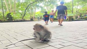 Full-Day Ayung Rafting and Ubud Monkey forest Tour